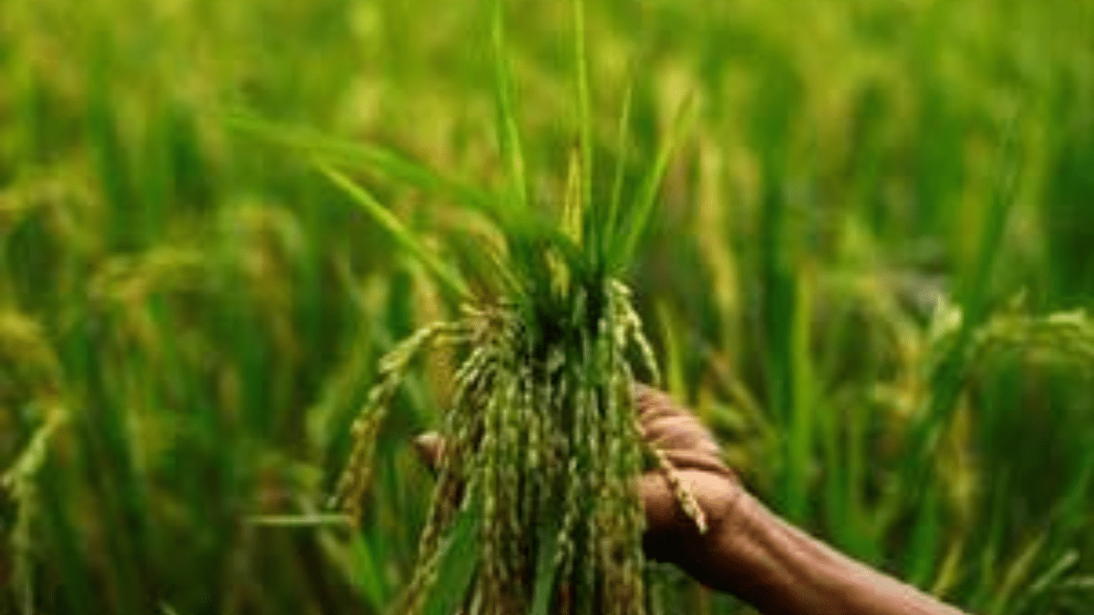 Kharif Kharif