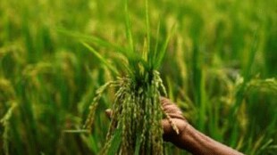 Kharif