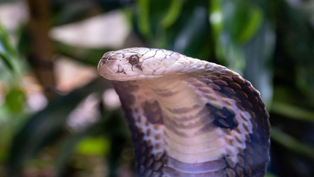 Snakebites, Snakebites in India, Snakebites impact, Snakebites complications, heparin, health news, wellness news,