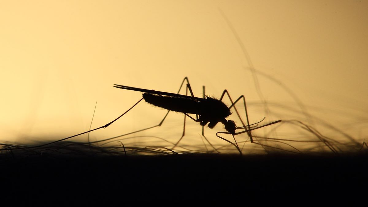 Chikungunya Cases Rise Four Fold in Pune this year Chikungunya Cases Rise Four Fold in Pune this year