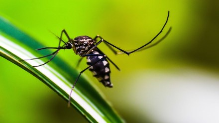 Zika Virus, Zika Virus News, Zika Virus Cases, Zika Virus News Today, Zika Virus Causes, Zika Virus Prevention, Zika Virus Prevention Tips, Zika Virus Symptoms