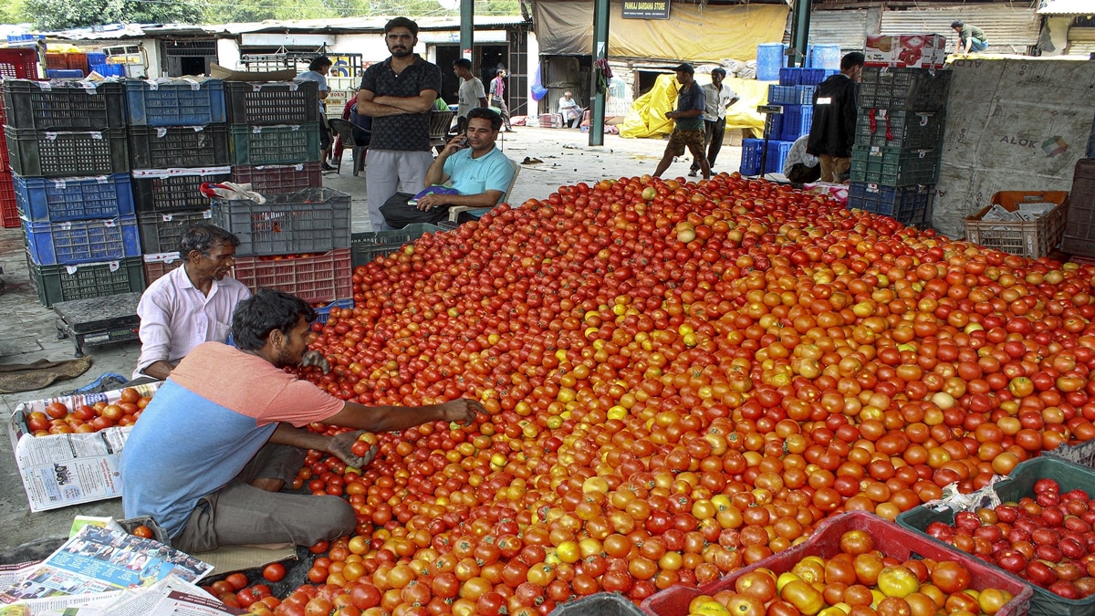 Tomatoes being sorted at a vegetable market, in Kullu district, Friday, July 5, 2024. (PTI Photo)