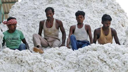 bangladesh crisis, bangladesh, cotton trade bangladesh crisis, bangladesh, cotton trade