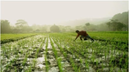 The upshot is that while the double-digit growth of farm credit is impressive, this achievement is clouded by widening regional imbalances.