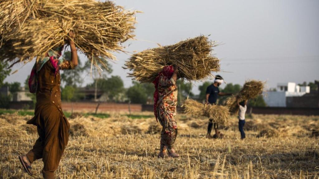 Fasal Bima yojana, insurance, crop insurance, economy