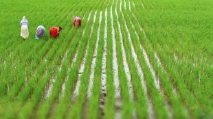Gujarat government announces Rs. 350 crore relief package to support farmers hit by heavy rains