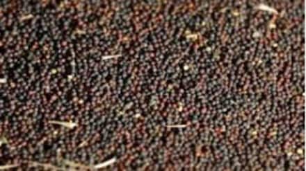 Currently, India produces about 44% of its domestic edible oil consumption requirement.