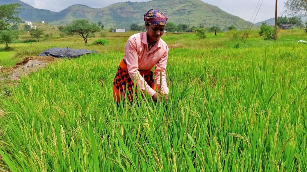 kharif crops, crops, agriculture, economy