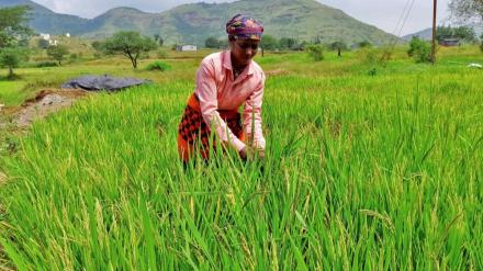 kharif crops, crops, agriculture, economy