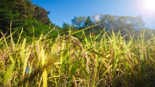 The Narendra Modi-led Union government has extended the deadline for farmers to apply for the Prime Minister Crop Insurance Scheme, also known as Pradhan Mantri Fasal Bima Yojana.