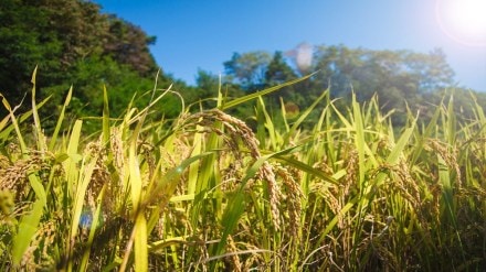 The Narendra Modi-led Union government has extended the deadline for farmers to apply for the Prime Minister Crop Insurance Scheme, also known as Pradhan Mantri Fasal Bima Yojana. The Narendra Modi-led Union government has extended the deadline for farmers to apply for the Prime Minister Crop Insurance Scheme, also known as Pradhan Mantri Fasal Bima Yojana.
