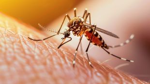 Dengue, Dengue outbreak in India, papaya leaves, giloy, goat milk, dengue home remedies, dengue symptoms, dengue treatment, health news, wellness news,