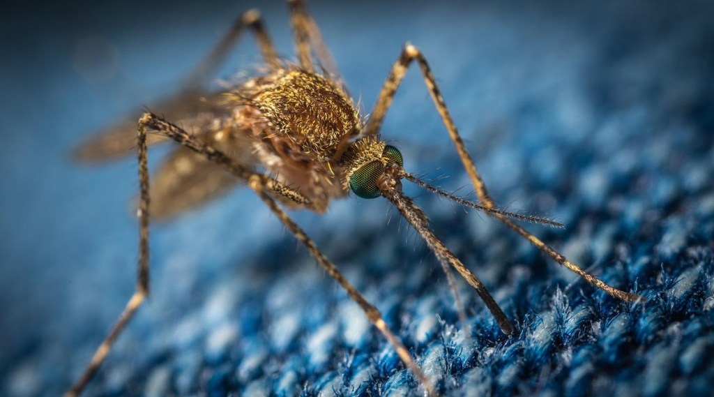 How Climate Change Affects Dengue: