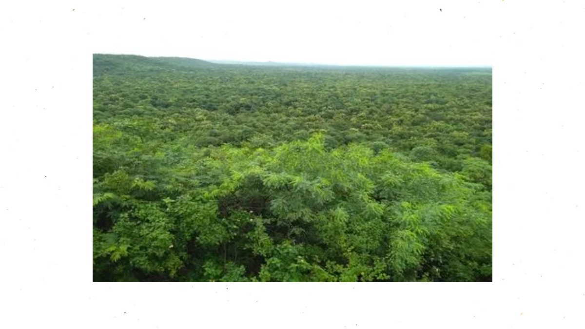 Damagundam forest Damagundam forest
