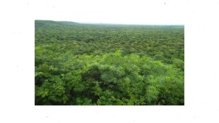 Damagundam forest