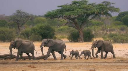Zimbabwe, Namibia, Zimbabwe elephants, Namibia animals, elephants killed, killing of elephants, Africa elephants Zimbabwe, Namibia, Zimbabwe elephants, Namibia animals, elephants killed, killing of elephants, Africa elephants