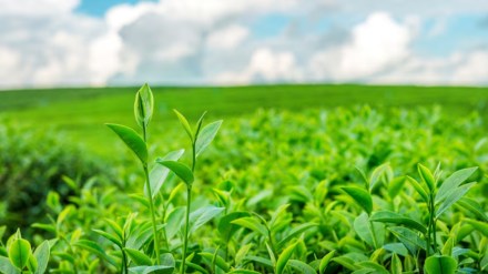 Hope for agriculture