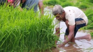 Kharif crops, Kharif crops news, economy, economy news, Indian economy