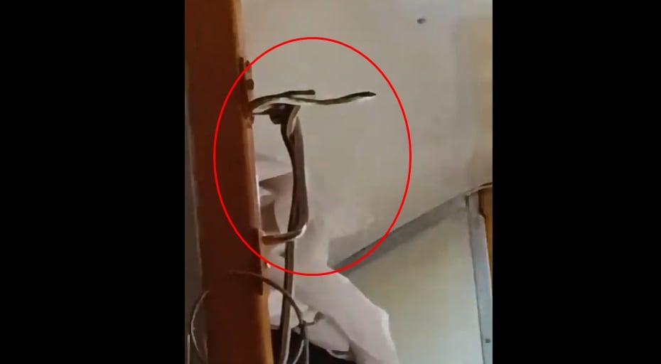 Snake spotted inside Jabalpur-Mumbai Garib Rath Express, panic strikes | Video