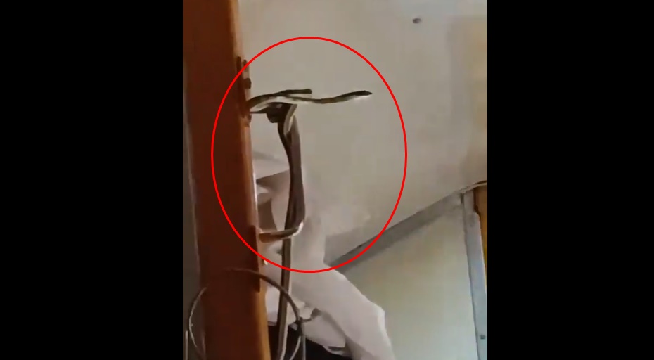 Snake spotted inside Jabalpur-Mumbai Garib Rath Express, panic strikes | Video Snake spotted inside Jabalpur-Mumbai Garib Rath Express, panic strikes | Video
