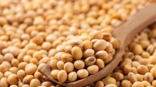 India, Soyabean, MSP, Farmers