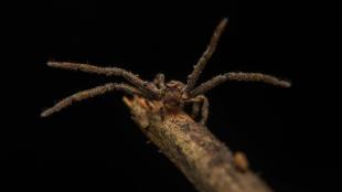 spider species, spider species discovered in india, Zoological Survey of India, ZSI, western ghats