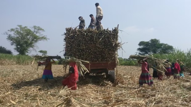 Sugar stocks higher
