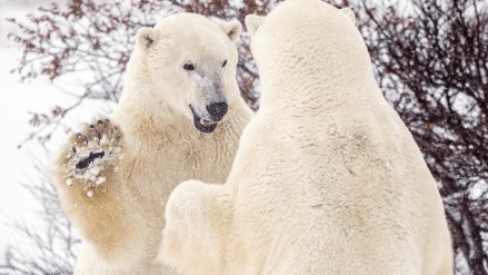 A Coast Guard helicopter surveyed the area where the bear was found (Representation image: Reuters) A Coast Guard helicopter surveyed the area where the bear was found (Representation image: Reuters)