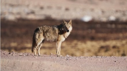 The operation continues as authorities aim to capture the remaining wolves and restore safety to the region. (Image: ANI) The operation continues as authorities aim to capture the remaining wolves and restore safety to the region. (Image: ANI)