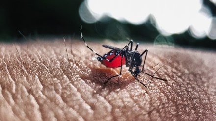 Dengue Outbreak Updates in Uttar Pradesh, Lucknow: