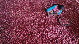 Retail onions prices drop on govt move to sell at Rs 35/kg