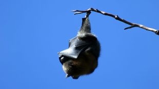 Bats, Bats in United States, Bats deaths, Bats diseases, infant mortality, science news,