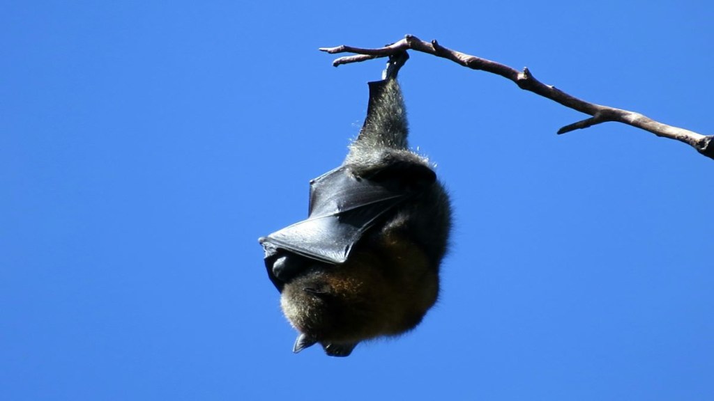 Bats, Bats in United States, Bats deaths, Bats diseases, infant mortality, science news,