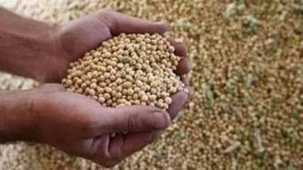 soybean soybean