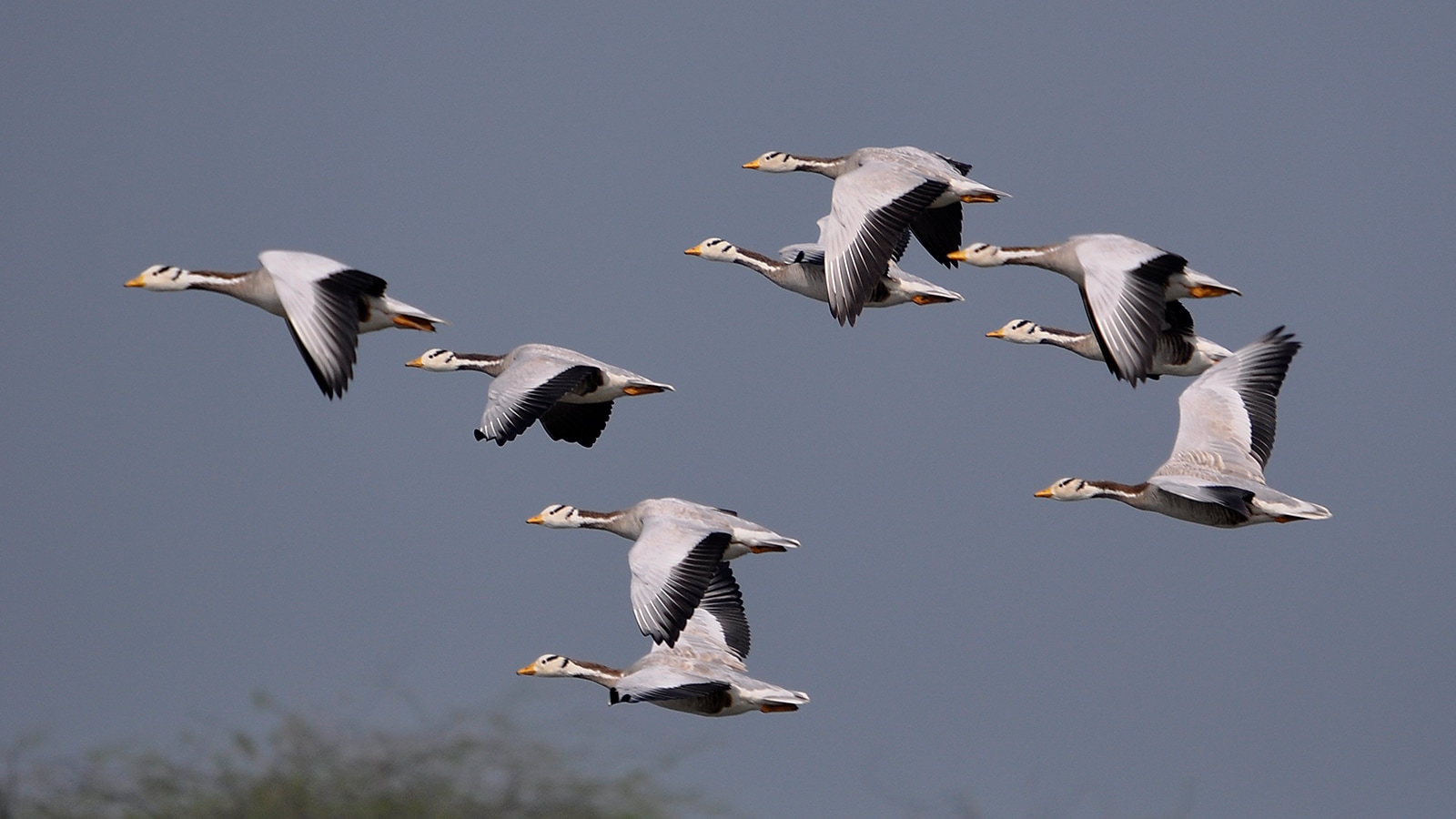 UP Nature and Bird Festival