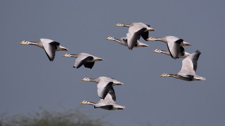 UP Nature and Bird Festival