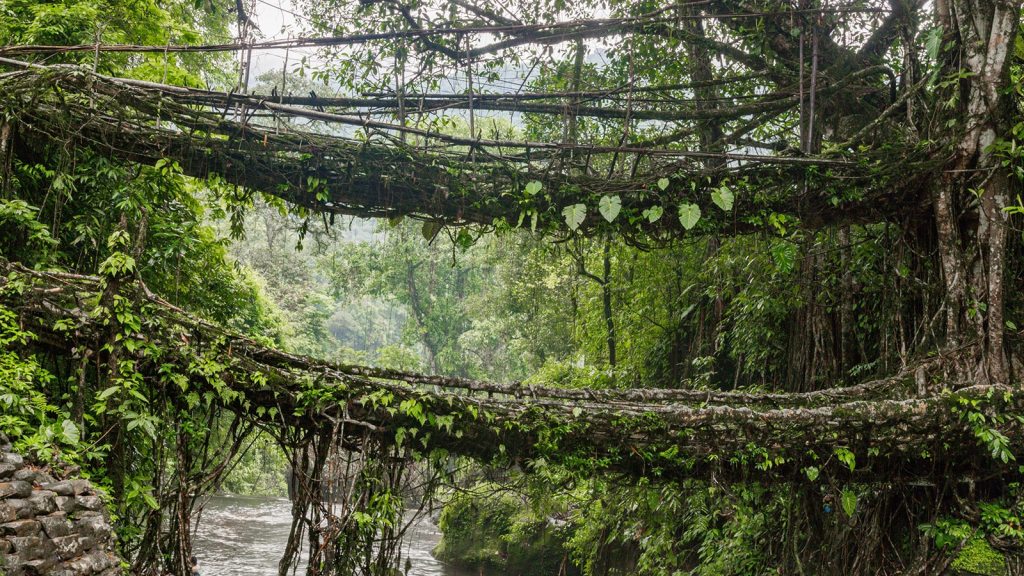 The Living Root Bridges of Meghalaya