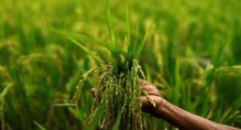 Last year, the wheat MSP was raised by 7.05% to Rs 2,275/quintal, the sharpest increase since 2014-15 aimed at encouraging farmers to boost output.