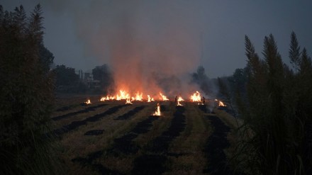 Farmers burn stubble in a rice field at a village in Karnal in the northern state of Haryana, India, October 21, 2024. REUTERS/Bhawika Chhabra