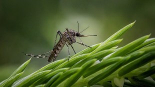 Dengue Cases, Dengue Cases in India, Dengue in Lucknow, Dengue Preventions, Dengue Causes, Dengue outbreak in Lucknow, Lucknow dengue cases 2024, Dengue fever in Lucknow, Dengue situation in Lucknow, Dengue in Uttar Pradesh, Dengue prevention Lucknow, Lucknow dengue news, Dengue treatment in Lucknow, Dengue symptoms Lucknow, Uttar Pradesh dengue outbreak, How to prevent dengue fever in Lucknow