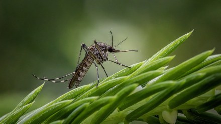 Dengue Cases, Dengue Cases in India, Dengue in Lucknow, Dengue Preventions, Dengue Causes, Dengue outbreak in Lucknow, Lucknow dengue cases 2024, Dengue fever in Lucknow, Dengue situation in Lucknow, Dengue in Uttar Pradesh, Dengue prevention Lucknow, Lucknow dengue news, Dengue treatment in Lucknow, Dengue symptoms Lucknow, Uttar Pradesh dengue outbreak, How to prevent dengue fever in Lucknow