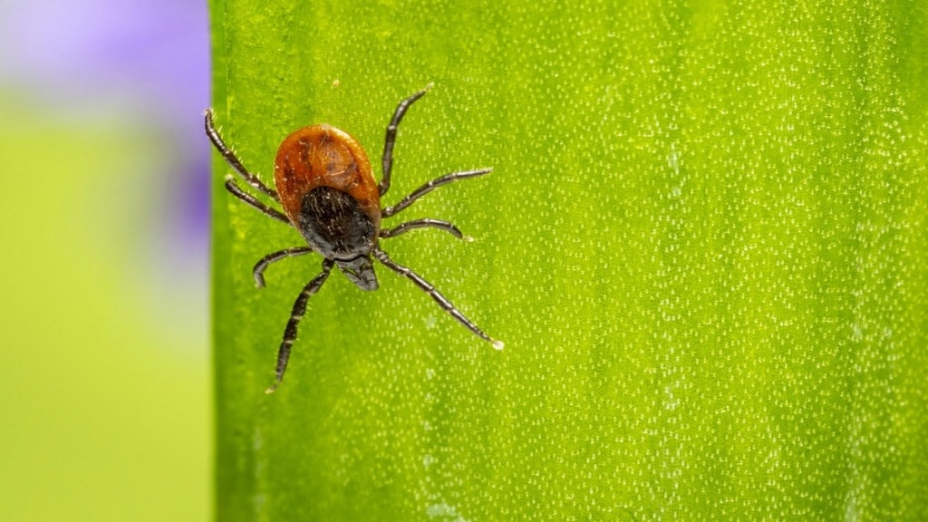 murine typhus in Kerala