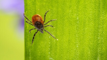 murine typhus in Kerala