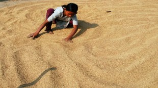 Basmati Rice, Rice, Industry, MEP, GTC