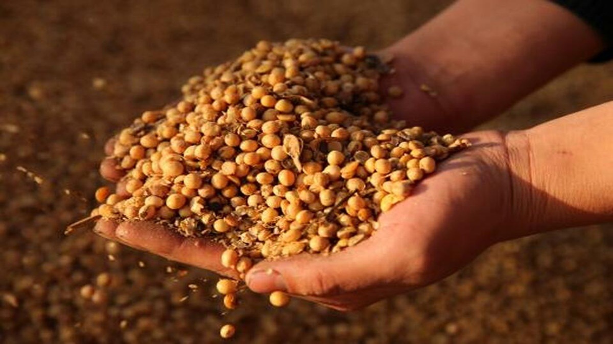 MSP, Soyabean, Soyabean Oil, Oil seeds, rabi season, Edible Oil
