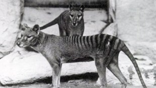 Image from Wikipedia