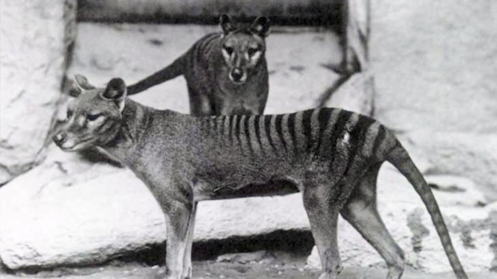 Image from Wikipedia