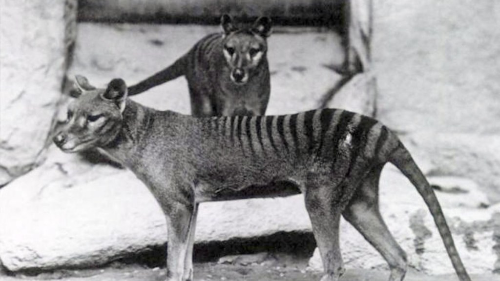 Image from Wikipedia