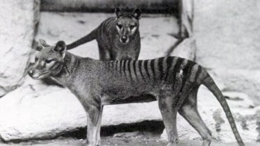 Image from Wikipedia