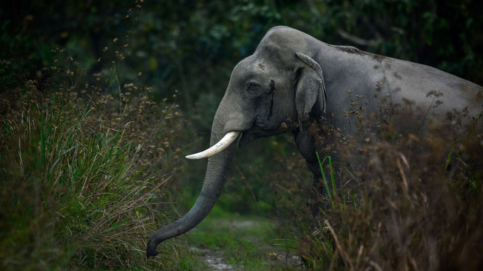 Bodoland: Thrills Amidst Nature